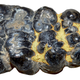 A Notiomastodon molar full of dental calculus (in false-color yellow).